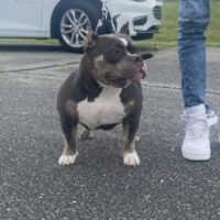 Dog Featured Image