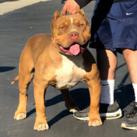TheBoysBullies HoodBar