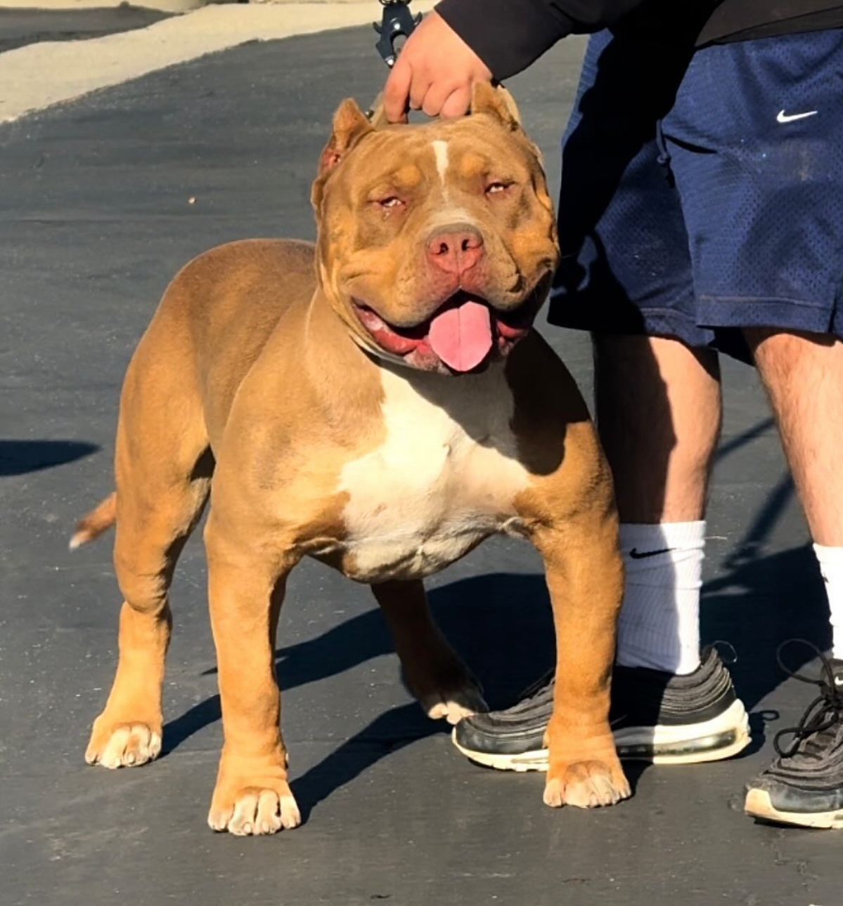 Dog Featured Image