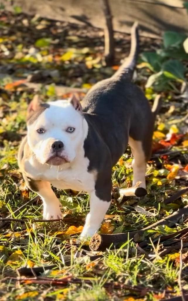 Dog Featured Image