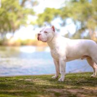 3 Cross Bullies’ Yeti