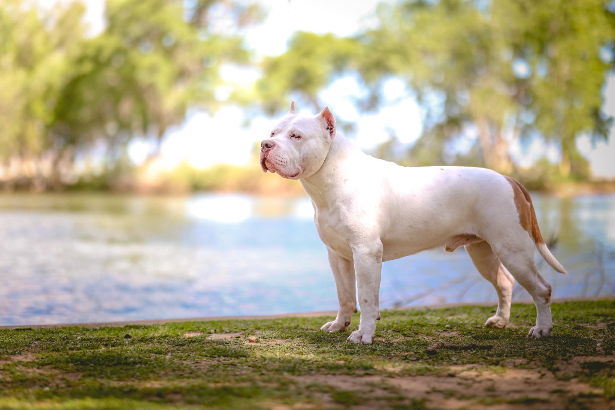 Dog Featured Image