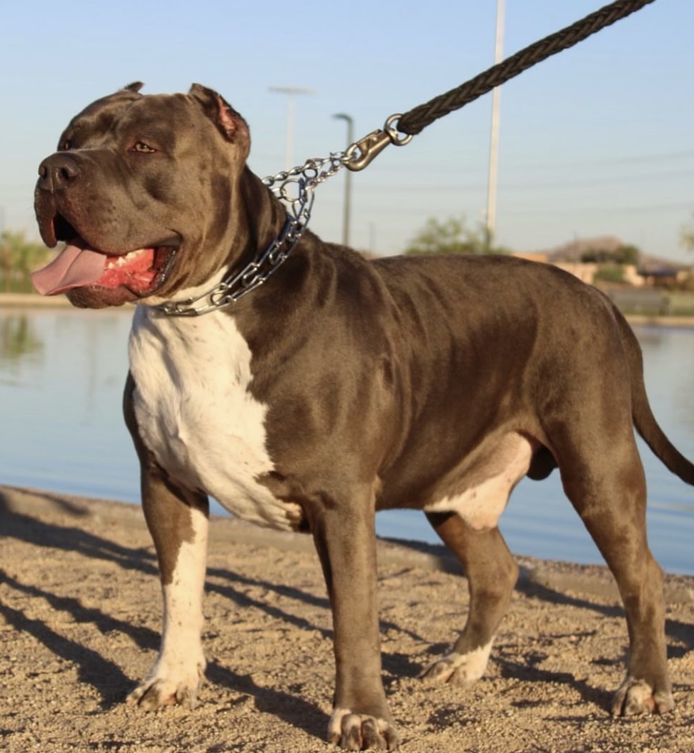 Dog Featured Image
