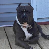 XLRG’s APOLLO