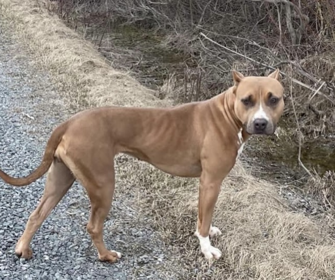 Dog Featured Image