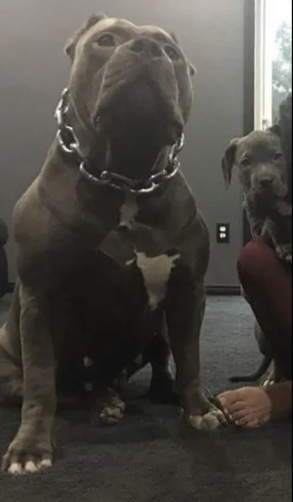 Dog Featured Image