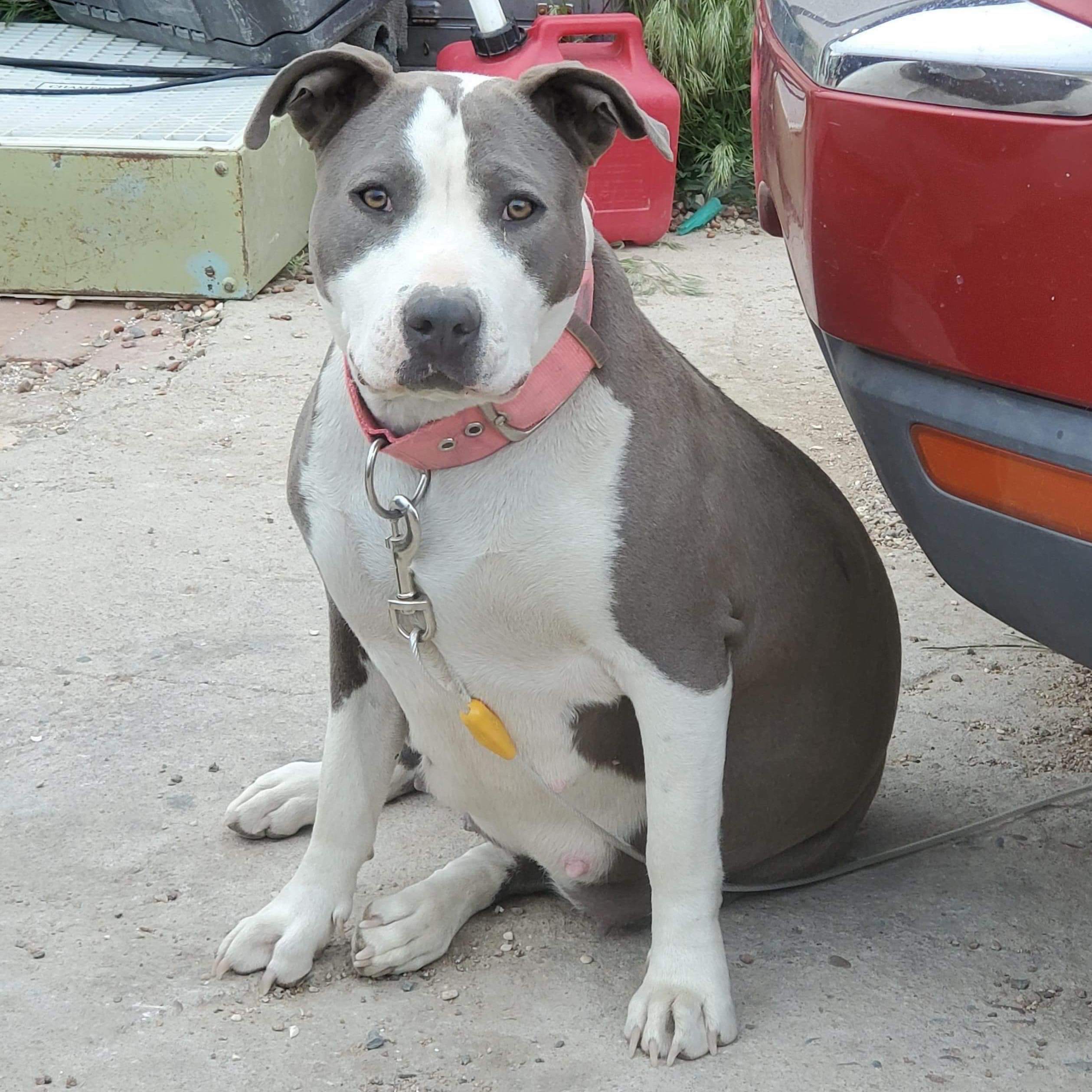 Dog Featured Image