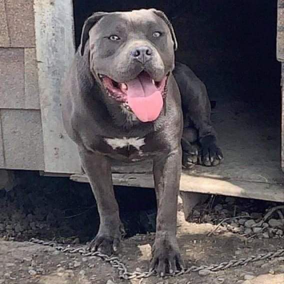 Dog Featured Image