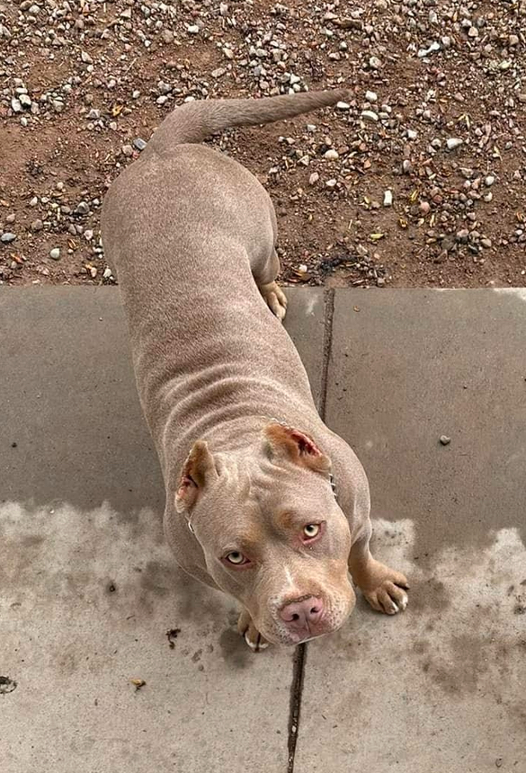 Dog Featured Image