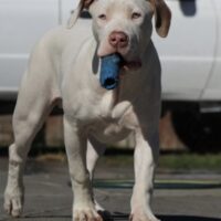 Dog Featured Image