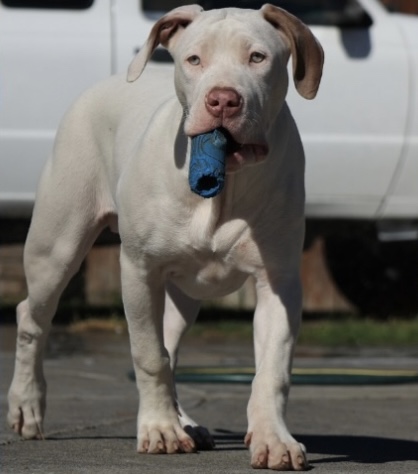 Dog Featured Image