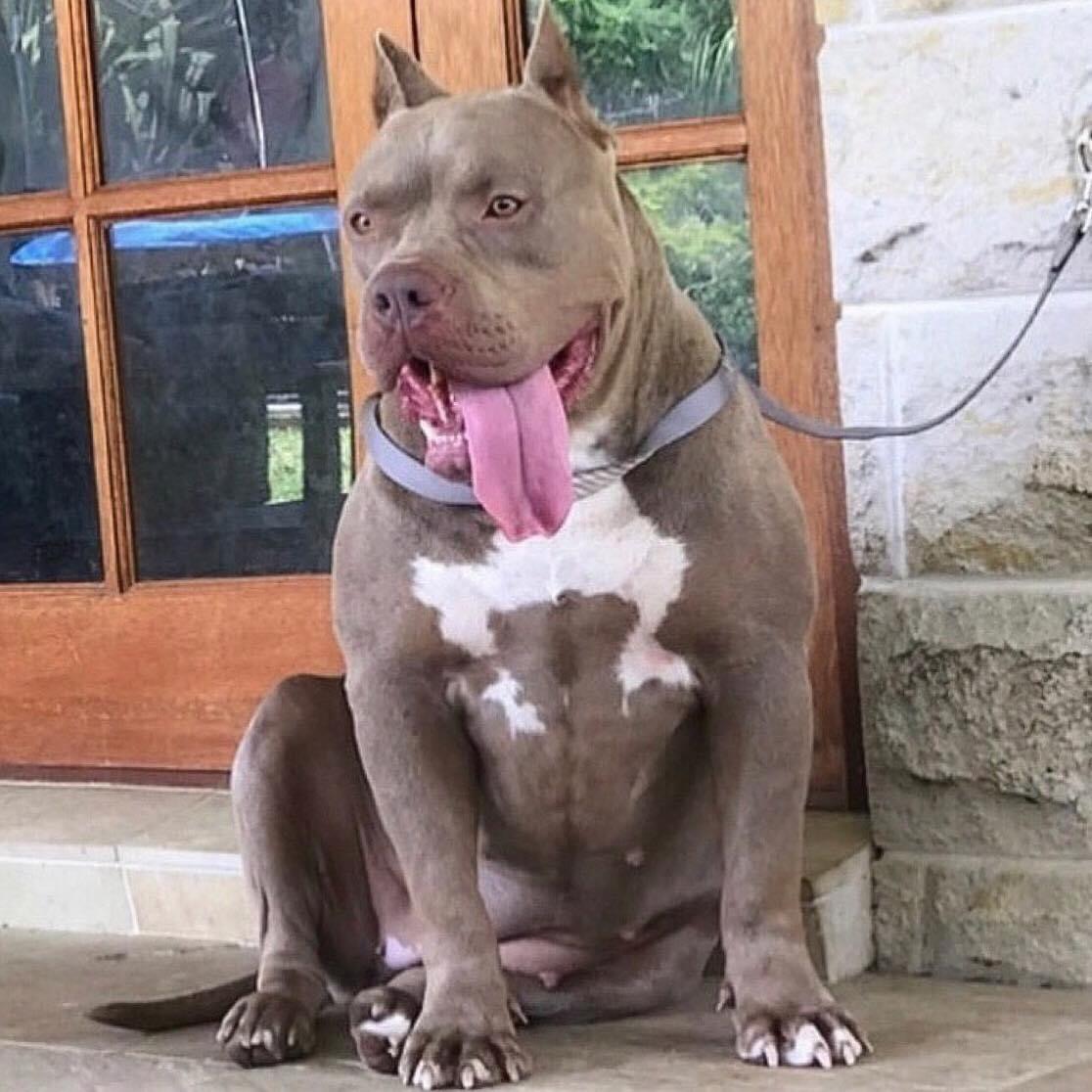 Dog Featured Image