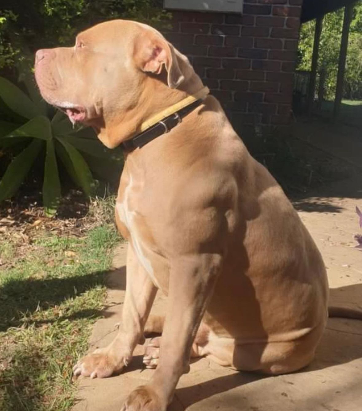 Dog Featured Image