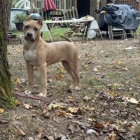 Dog Featured Image
