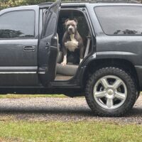 Dog Featured Image