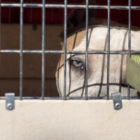 WIZDOM