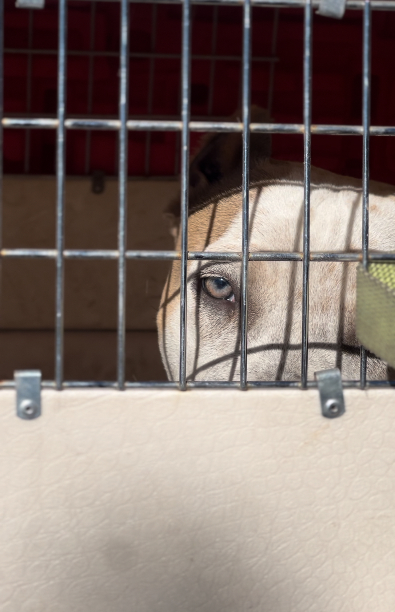 Dog Featured Image
