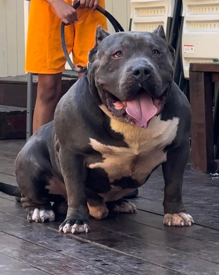 Dog Featured Image