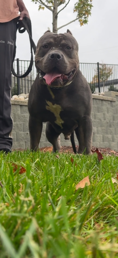 Dog Featured Image