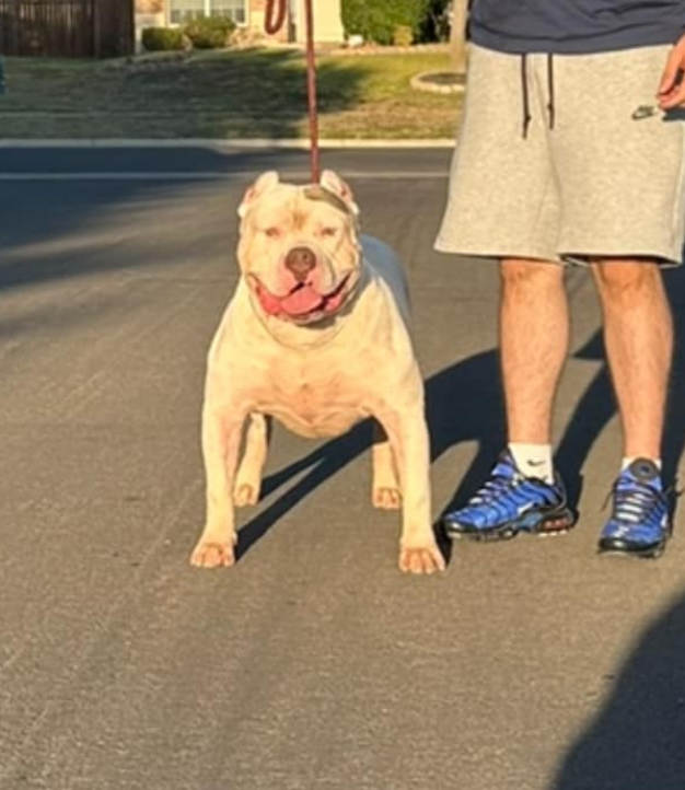 Dog Featured Image