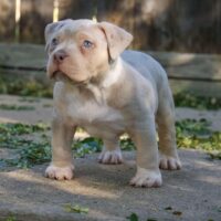 Double Up Bully Kennels Nevaeh 