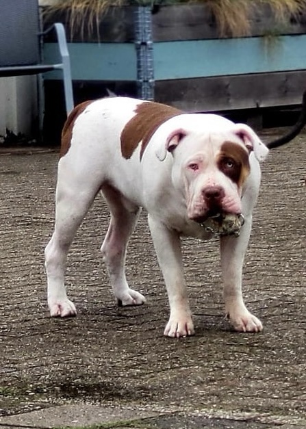 Dog Featured Image