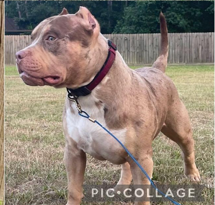 Dog Featured Image