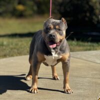 Taurus Line Bully Kennels Scarface of Culture Kennels