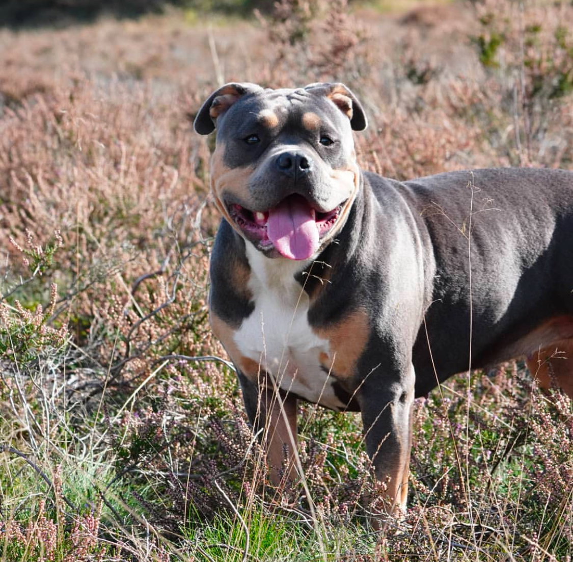 Dog Featured Image