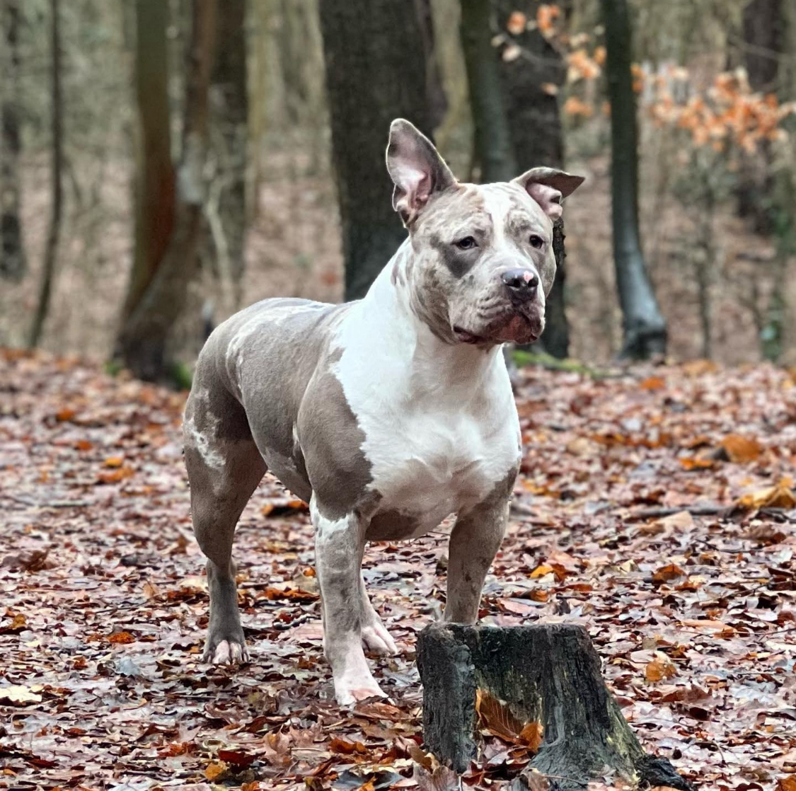 Dog Featured Image