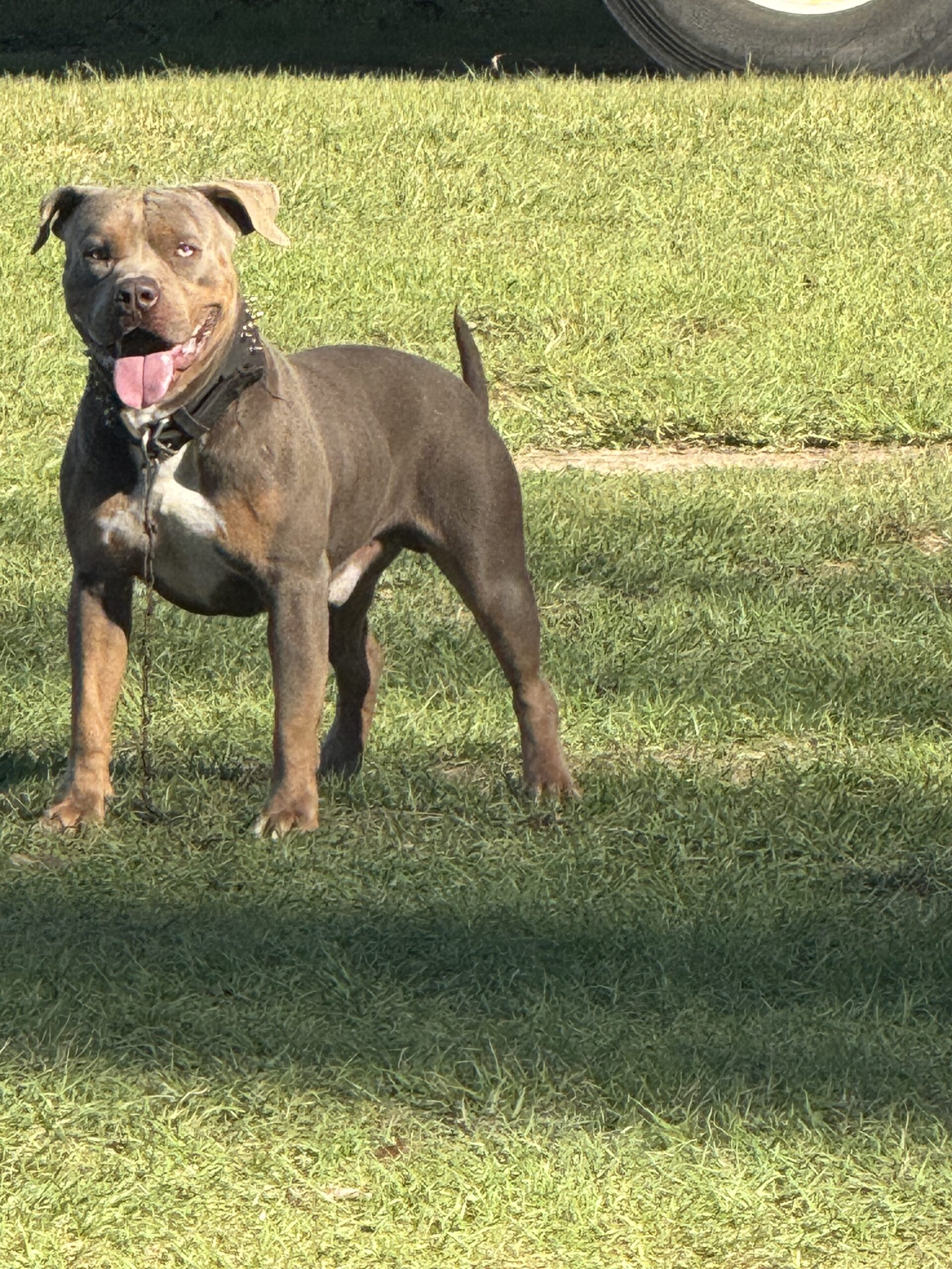 Dog Featured Image