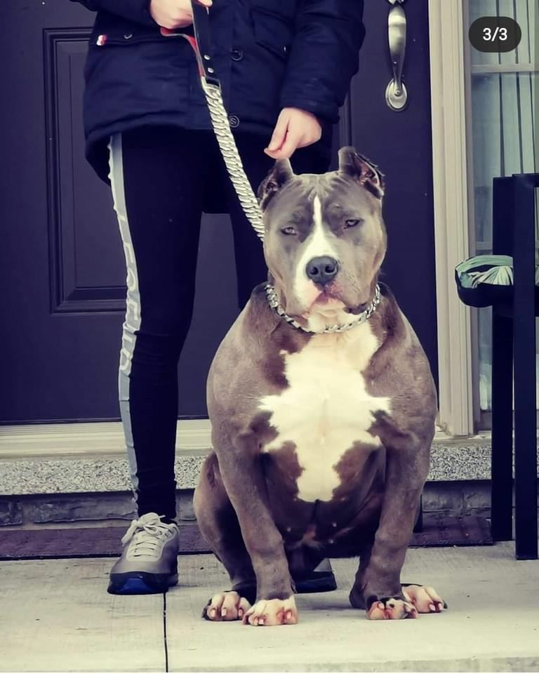 Dog Featured Image