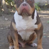 Bossy’s Favio