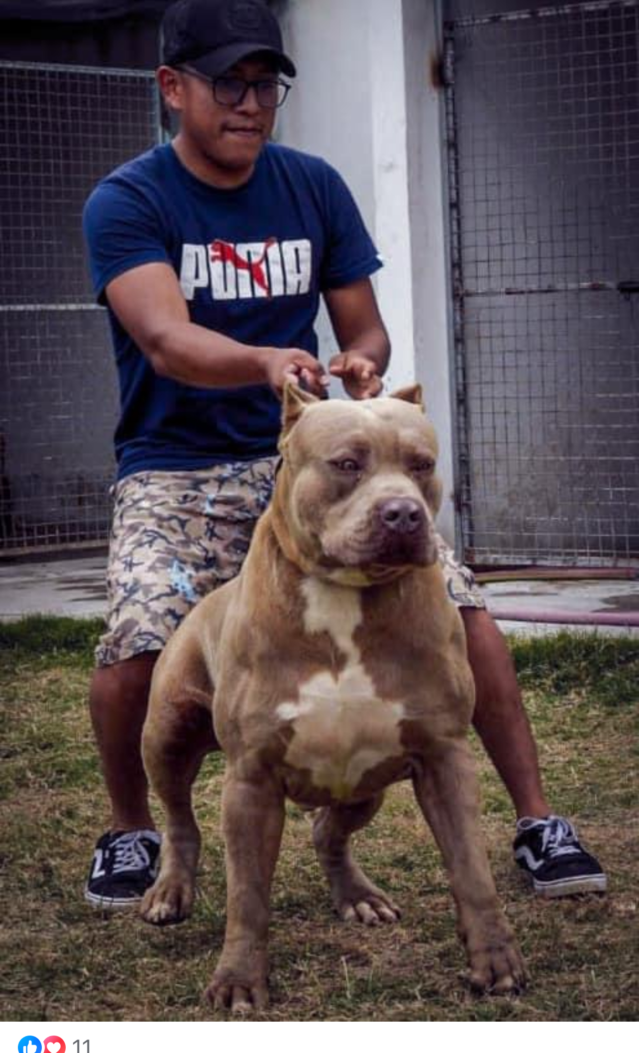 Dog Featured Image