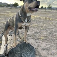 BBP’s Felony