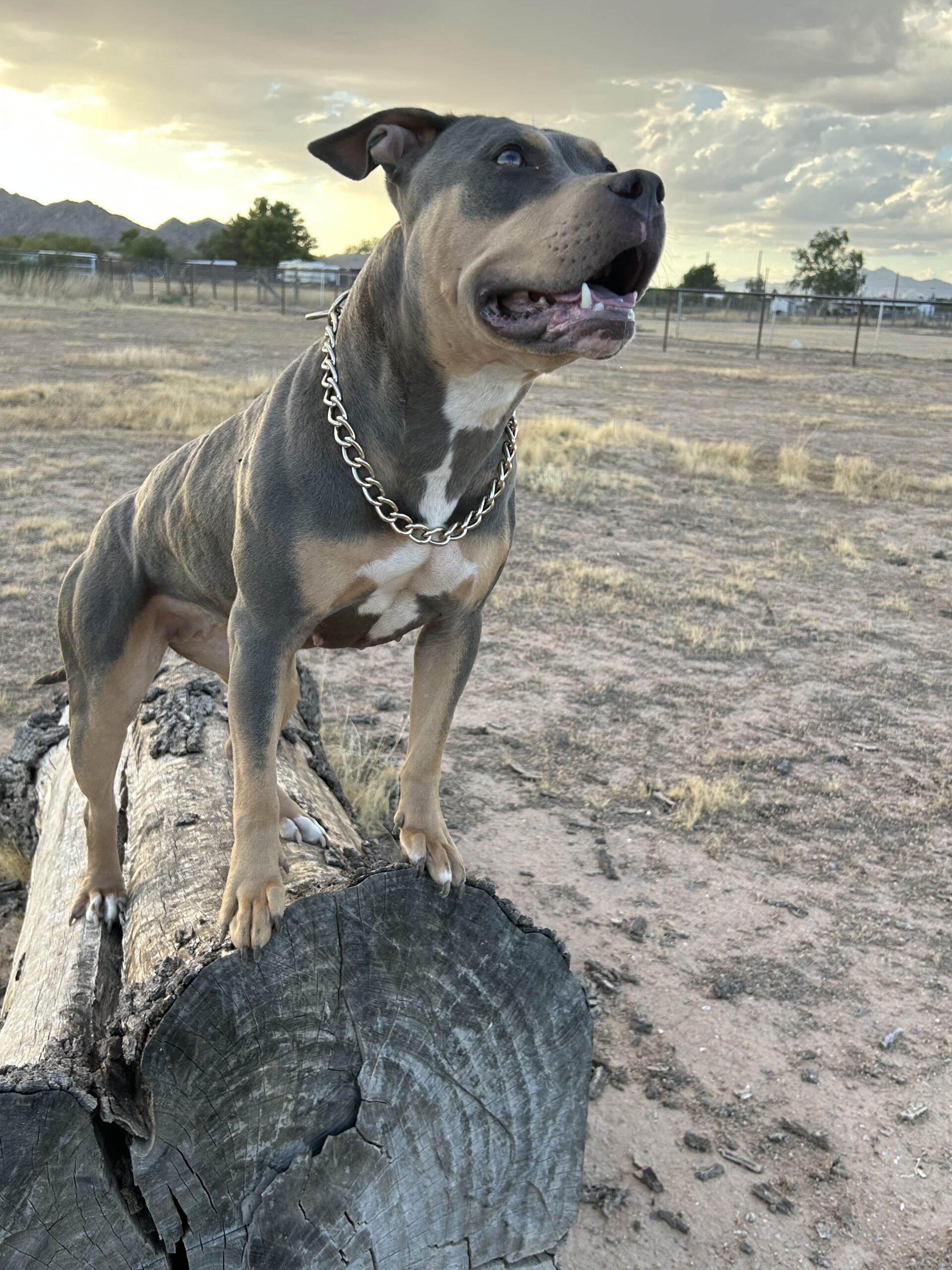Dog Featured Image