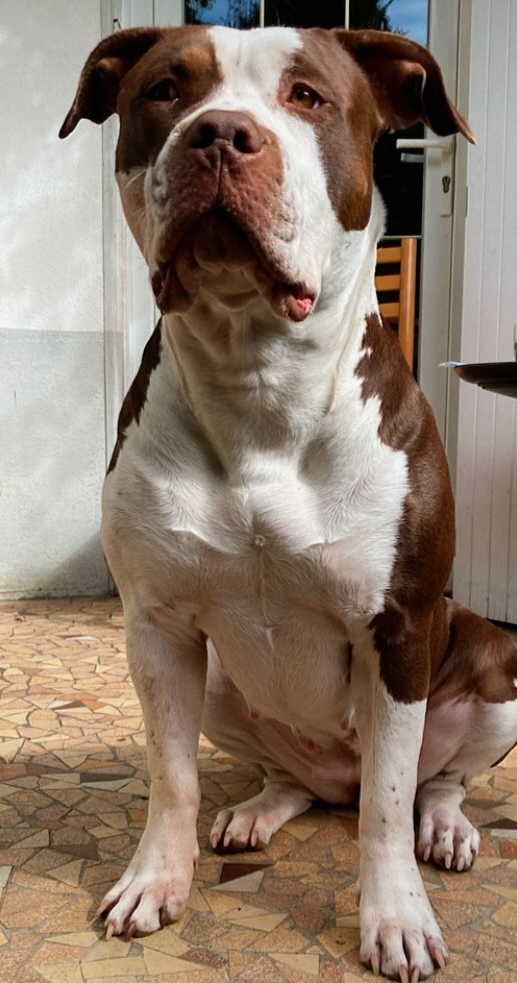 Dog Featured Image
