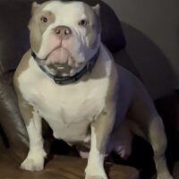 BBK’S DAISY DUKE