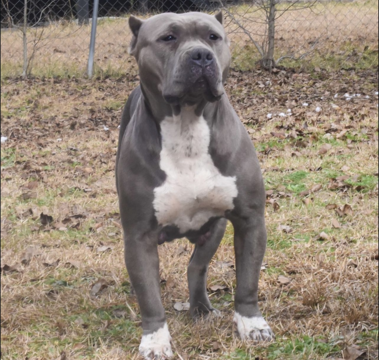 Dog Featured Image