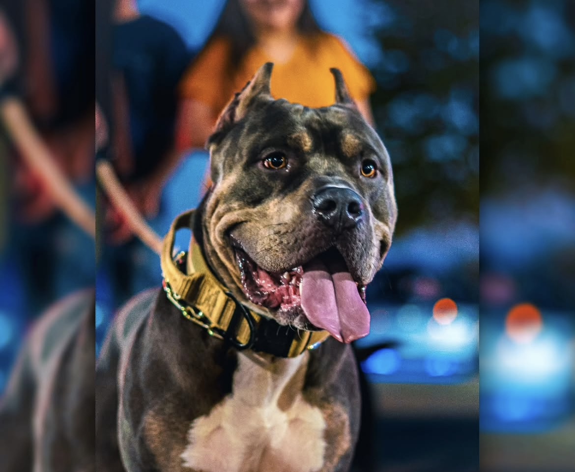 Dog Featured Image