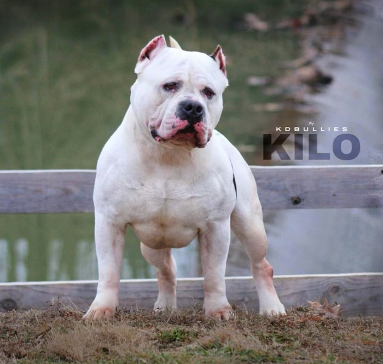 Dog Featured Image