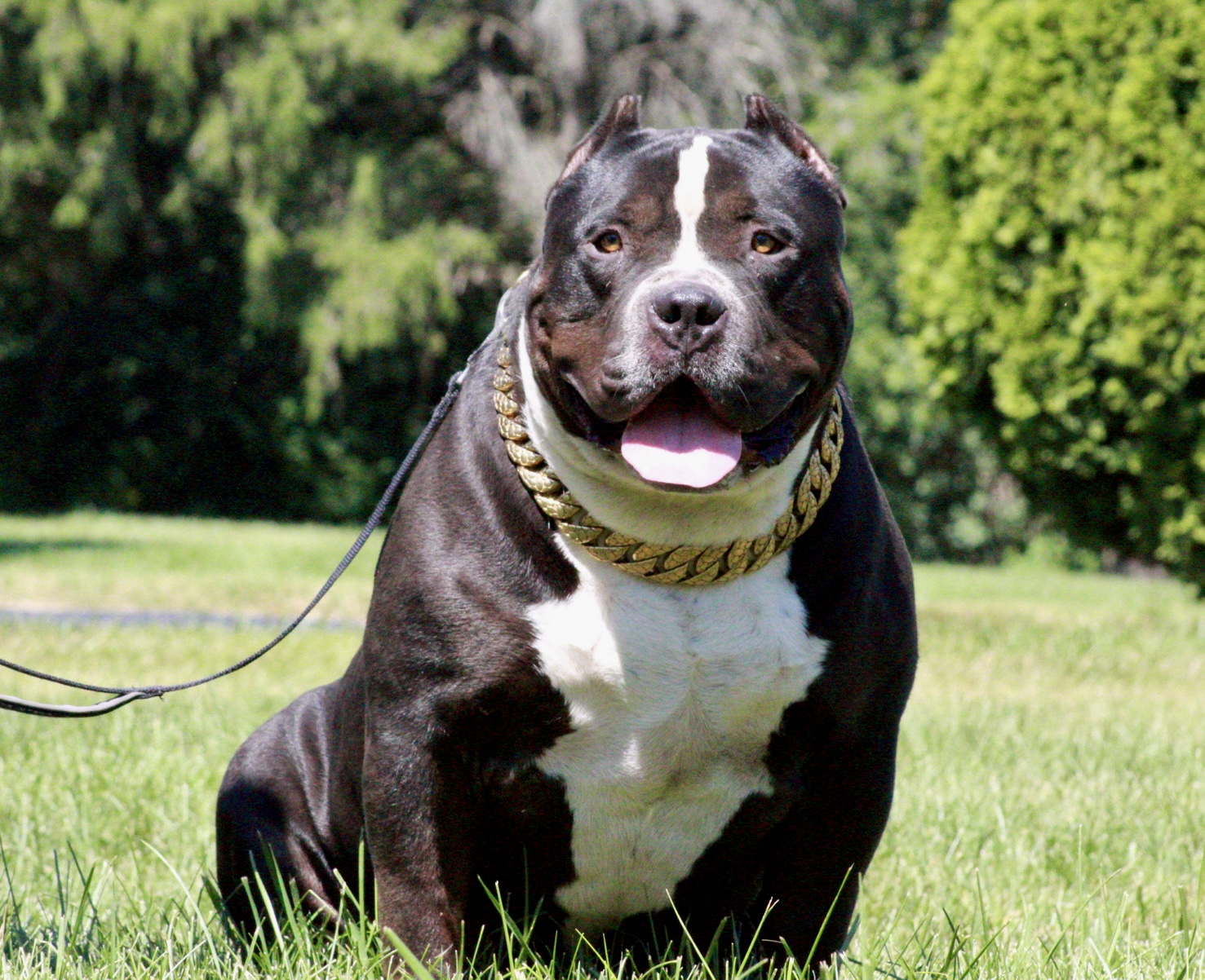 Dog Featured Image