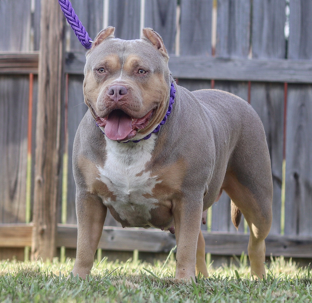 Dog Featured Image