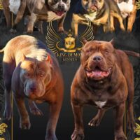 JSH Line’s Kali X KDK’s Monster