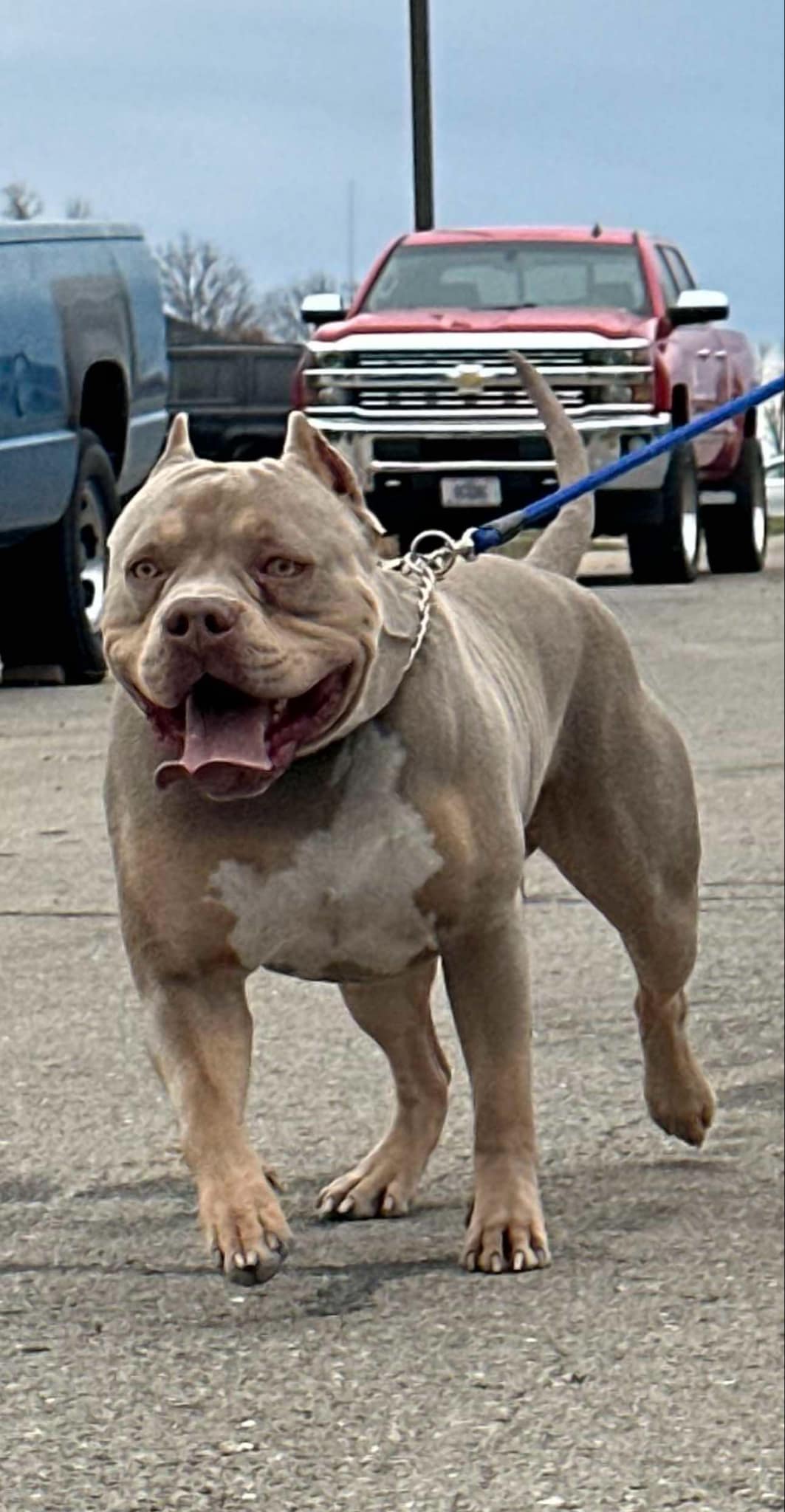 Dog Featured Image