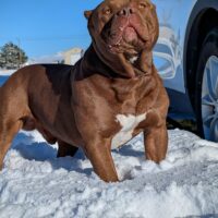 Dog Featured Image