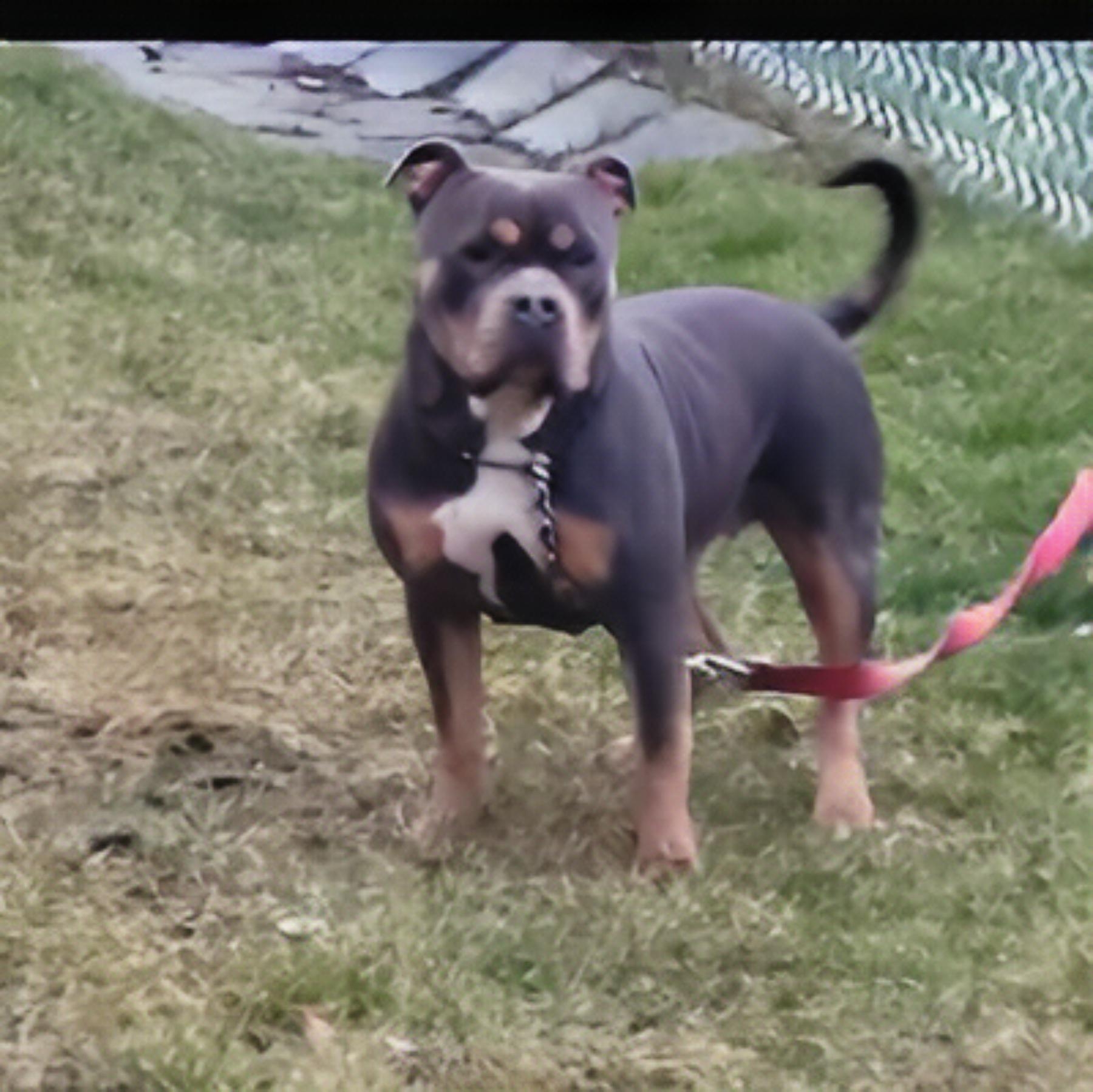 Dog Featured Image