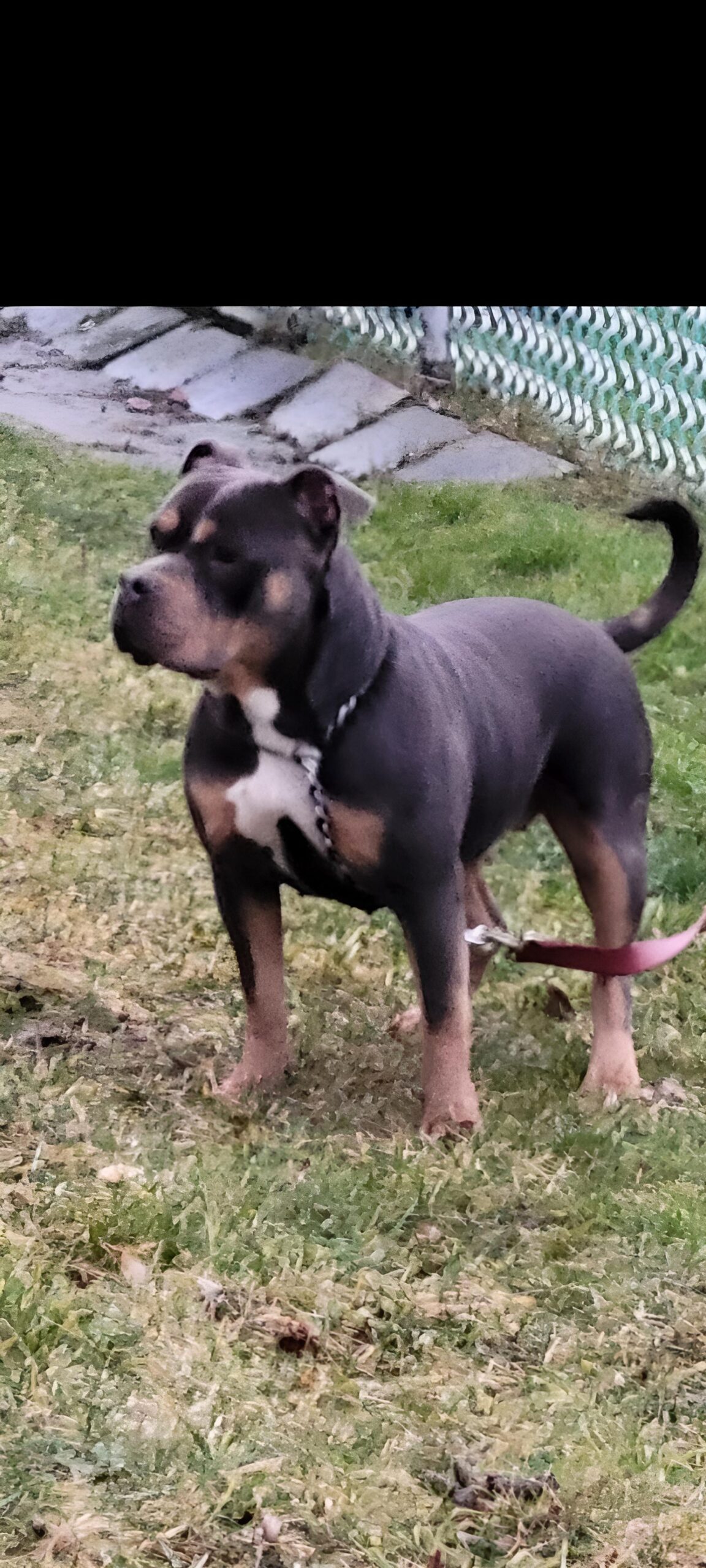 Dog Featured Image