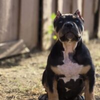TCB’s Dutches Dawn