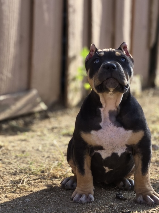 Dog Featured Image